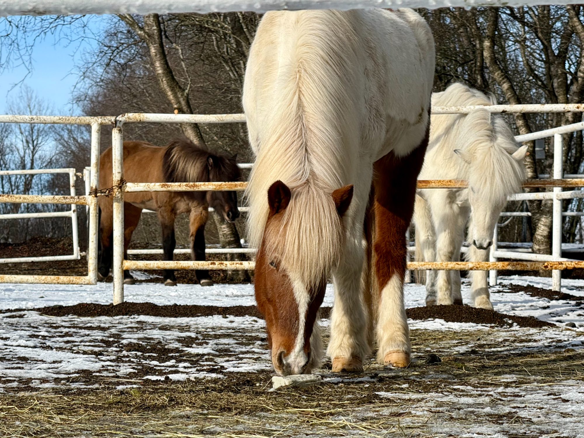 Icelandic horses grazing in a snow-dusted winter paddock