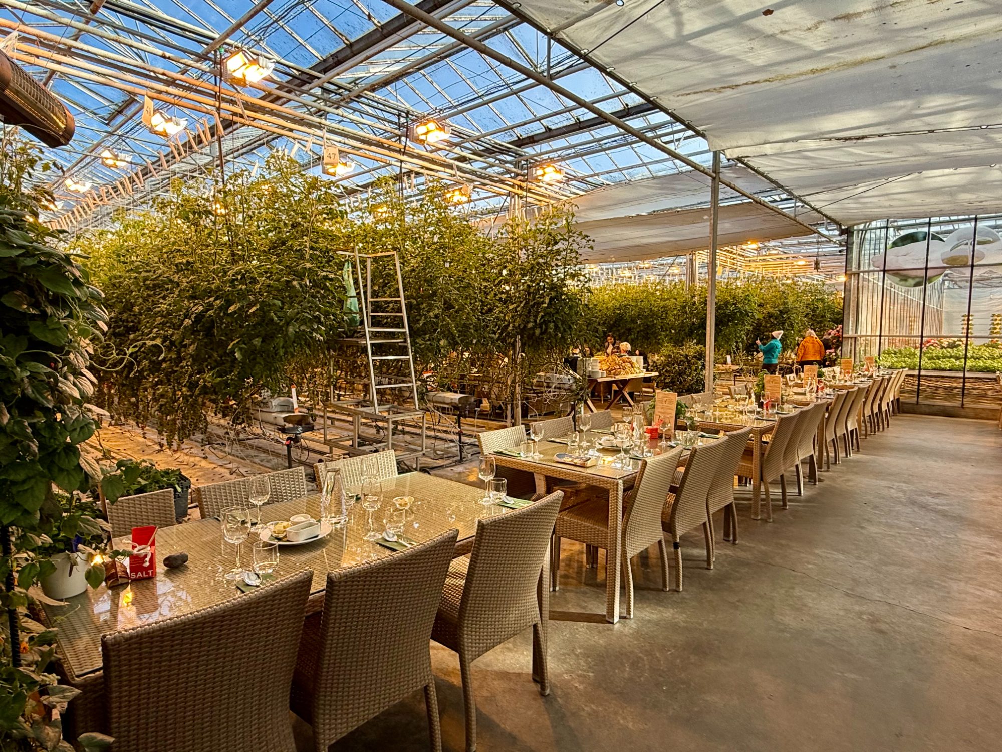Dining among the vines inside the geothermal tomato greenhouse at Friðheimar