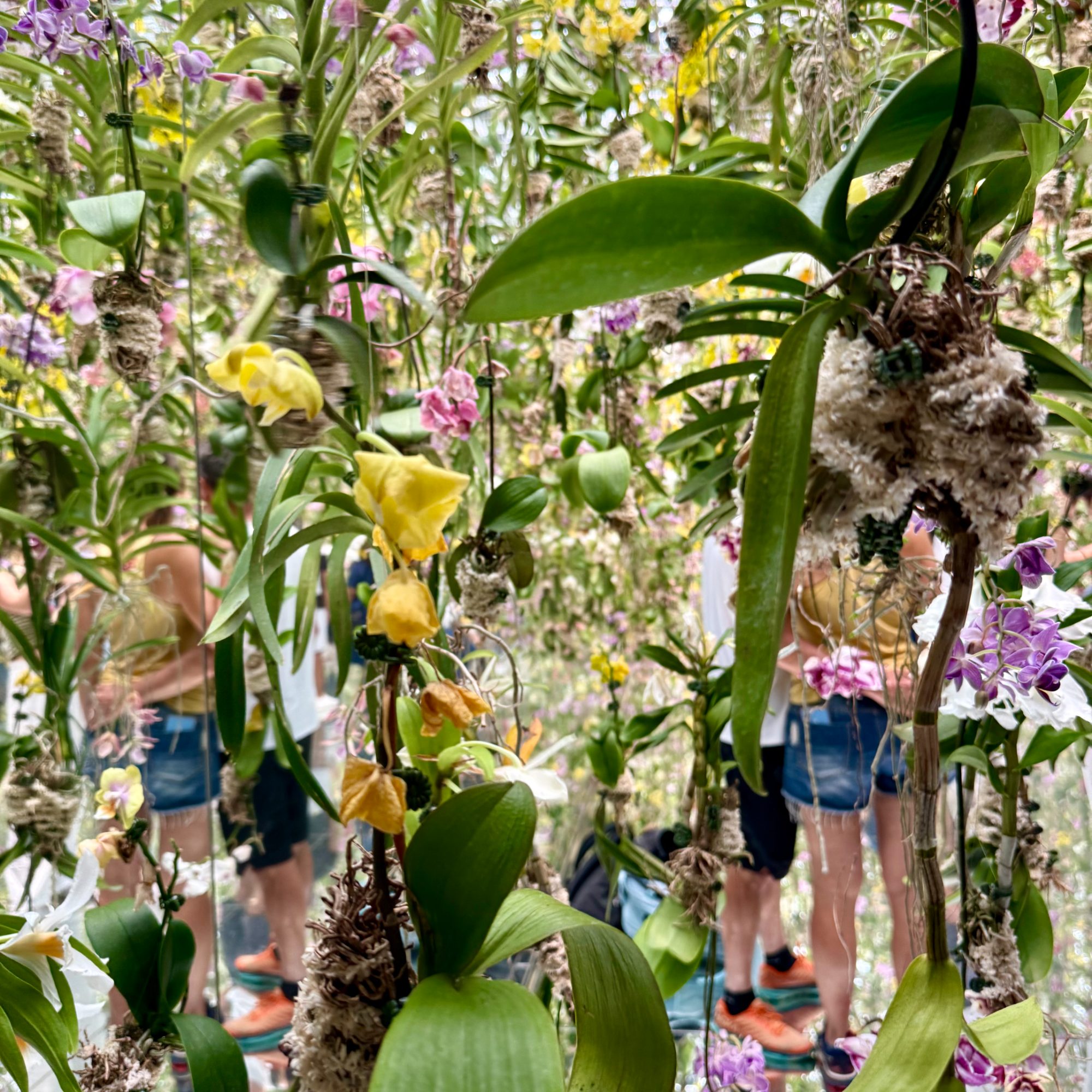 Walking through the moving orchid garden at TeamLab Planets
